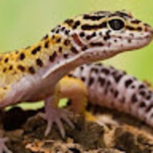 Meet your Posher, Nyx